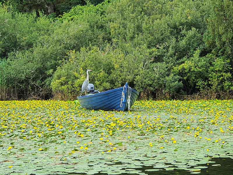 Heron on a boat - killarney lakes wildlife